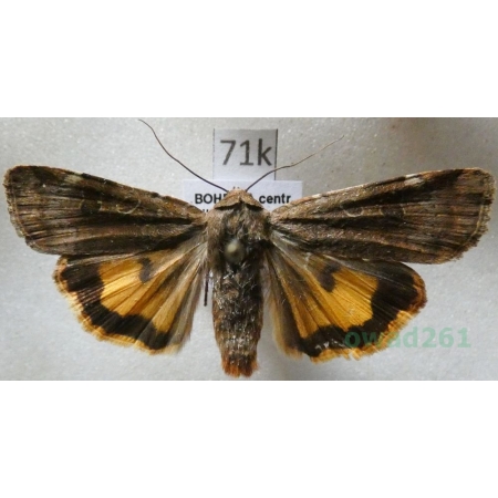 Noctua interposita (Hübner, 1790) Rolnica Czech71k